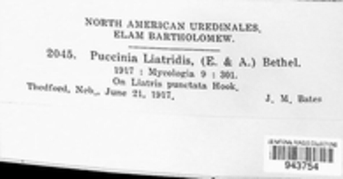 Dicaeoma liatridis image